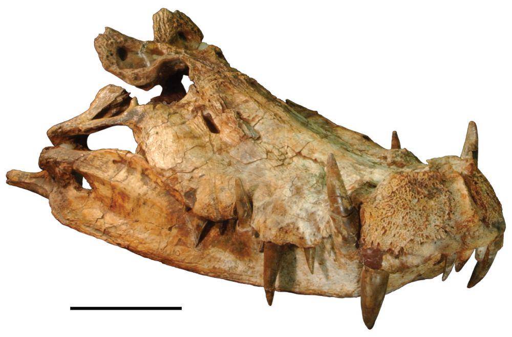 Rekostruksi tengkorak Kaprosuchus (commons.wikimedia.org/Carol Abraczinskas)