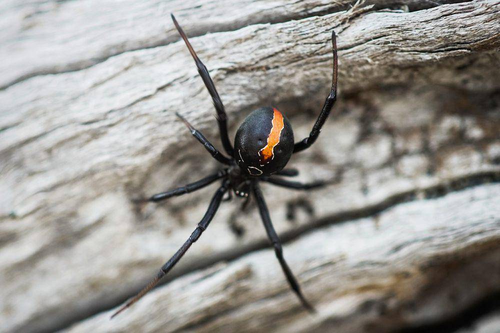 katipo spider (commons.wikimedia.org/andrew-simpson)