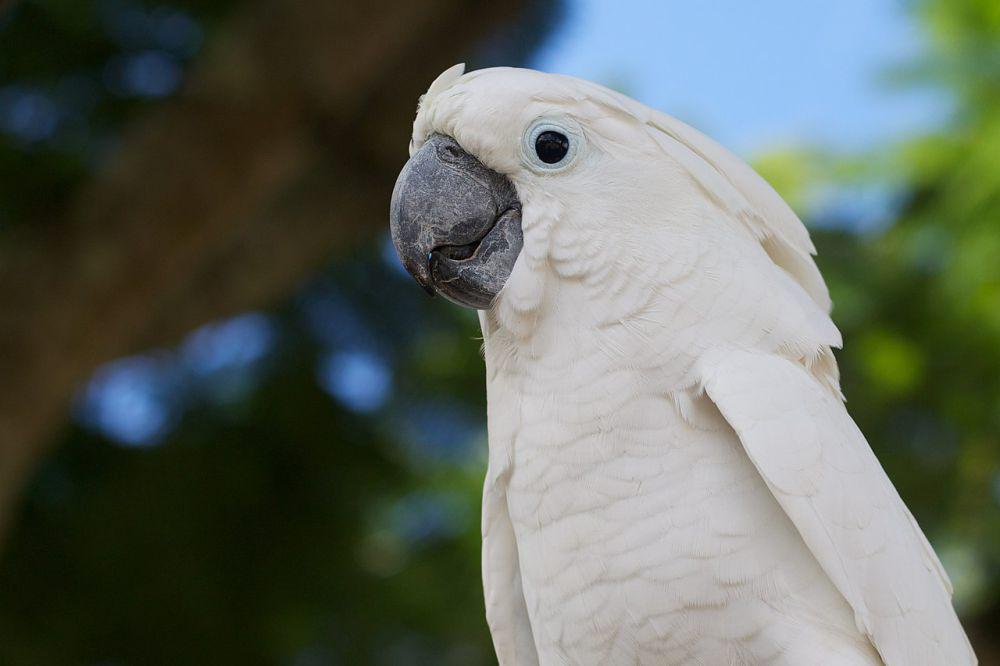 5 Fakta Unik Kakatua Putih, Burung Endemik Indonesia yang Terancam