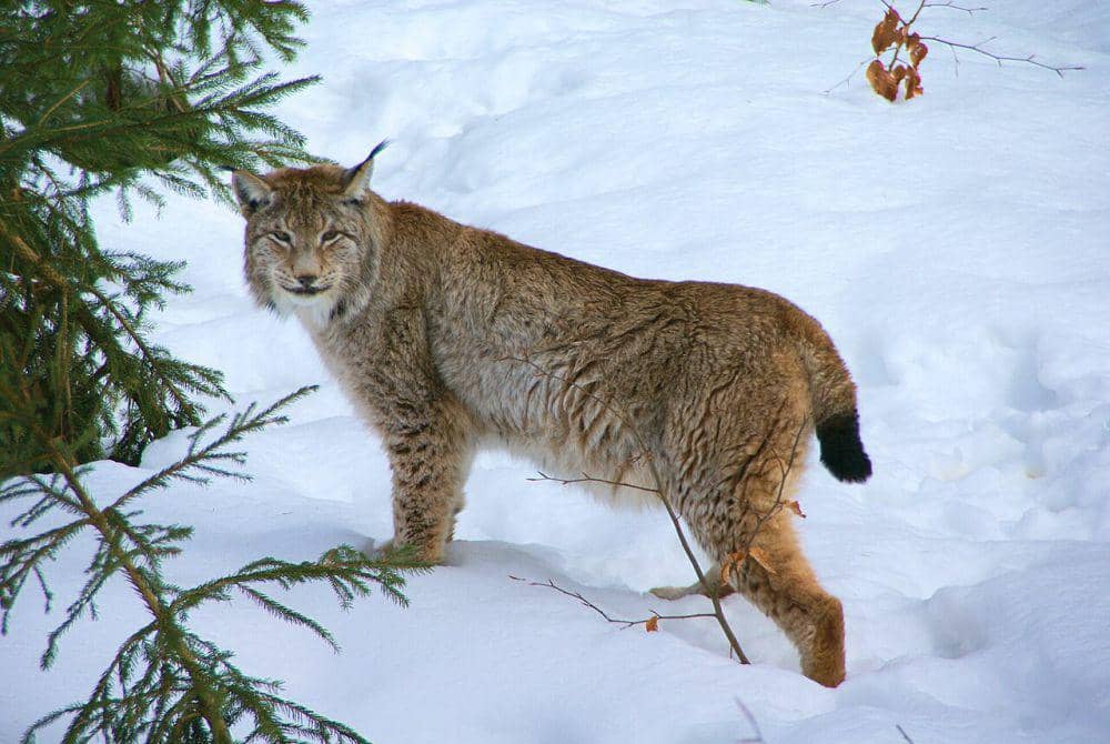 Lynx mampu hidup di daerah bersalju (en.wikipedia.org/Aconcagua)