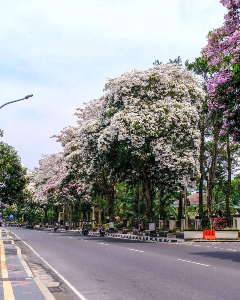 Bunga Tabebuya di Kota Magelang (instagram.com/humaskotamagelang)