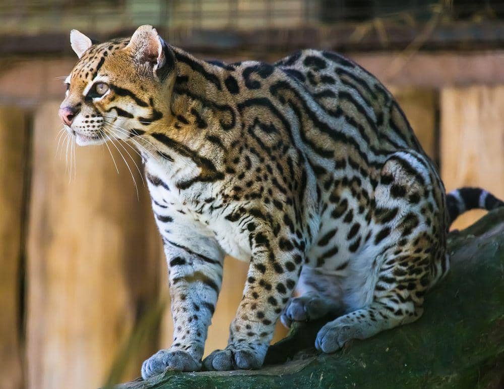 Ocelot punya kekuatan gigitan yang besar (commons.wikimedia.org/João Carlos Medau)