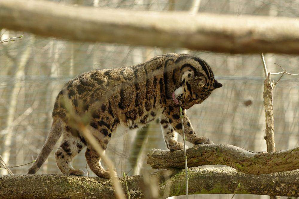 macan dahan (commons.m.wikimedia.org/Abuja)