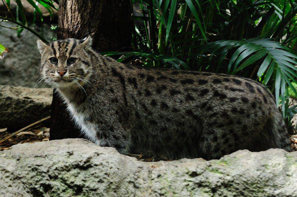 kucing bakau (commons.wikimedia.org/Kiera Palmer)