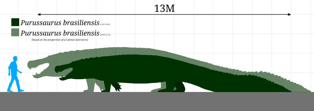 Perbandingan ukuran Purussaurus dengan manusia (commons.wikimedia.org/Megaraptor-The-Allo)