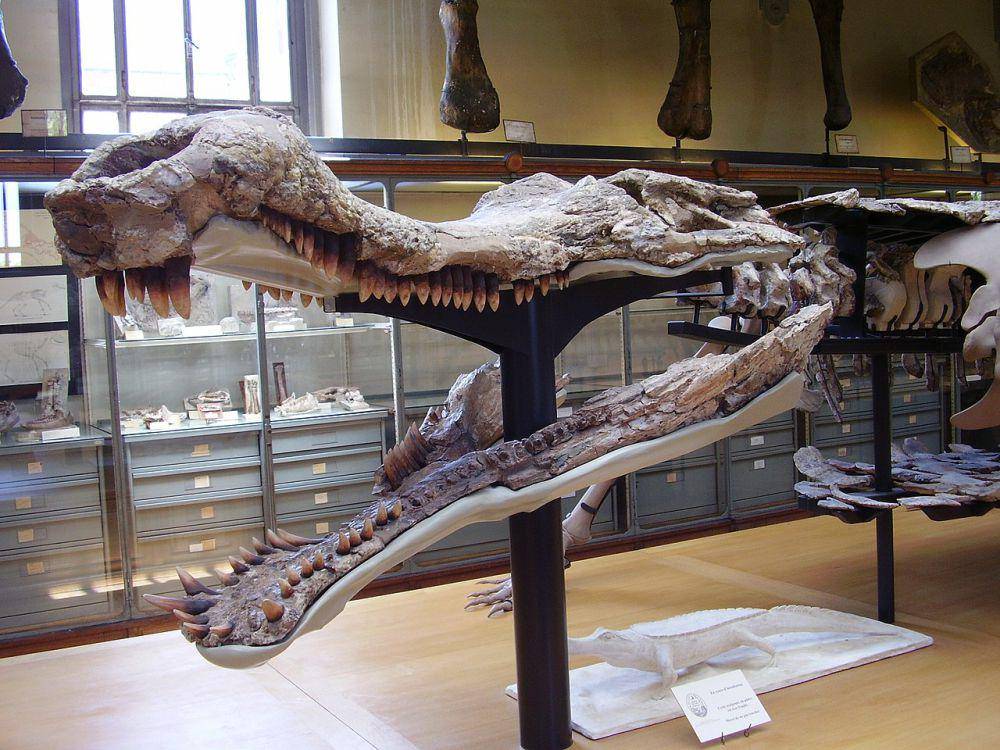 Rekonstruksi tengkorak Sarcosuchus (commons.wikimedia.org/Vladimír Socha)