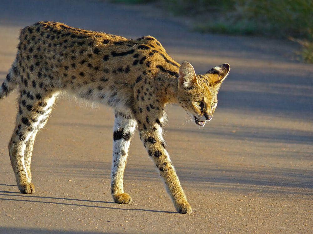 Serval bisa berkamuflase di semak-semak dan padang rumput (commons.wikimedia.org/Bernard DUPONT)