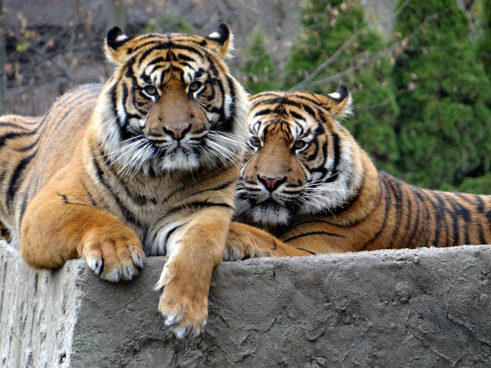 harimau sumatera (Panthera tigris sumatrae) (pixabay.com/Jolenka)