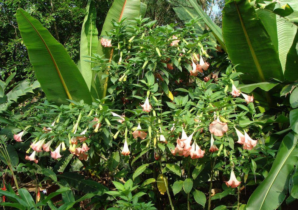Tanaman kecubung (Datura metel) tumbuh dengan daun hijau lebar dan bunga putih berbentuk terompet.