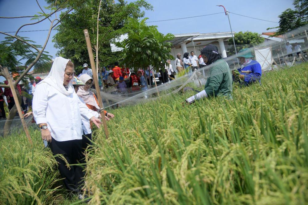 Padi Biosalin Tumbuh Subur di Kawasan Pesisir Semarang, Siap Panen!