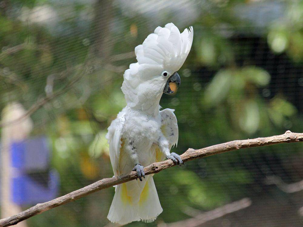 Kakatua putih (commons.wikimedia.org/Dick Daniels)
