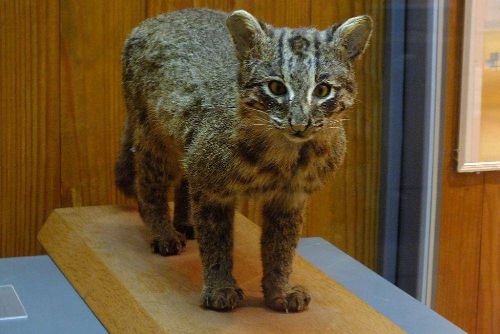 Kucing iriomote (commons.wikimedia.org/松岡明芳)