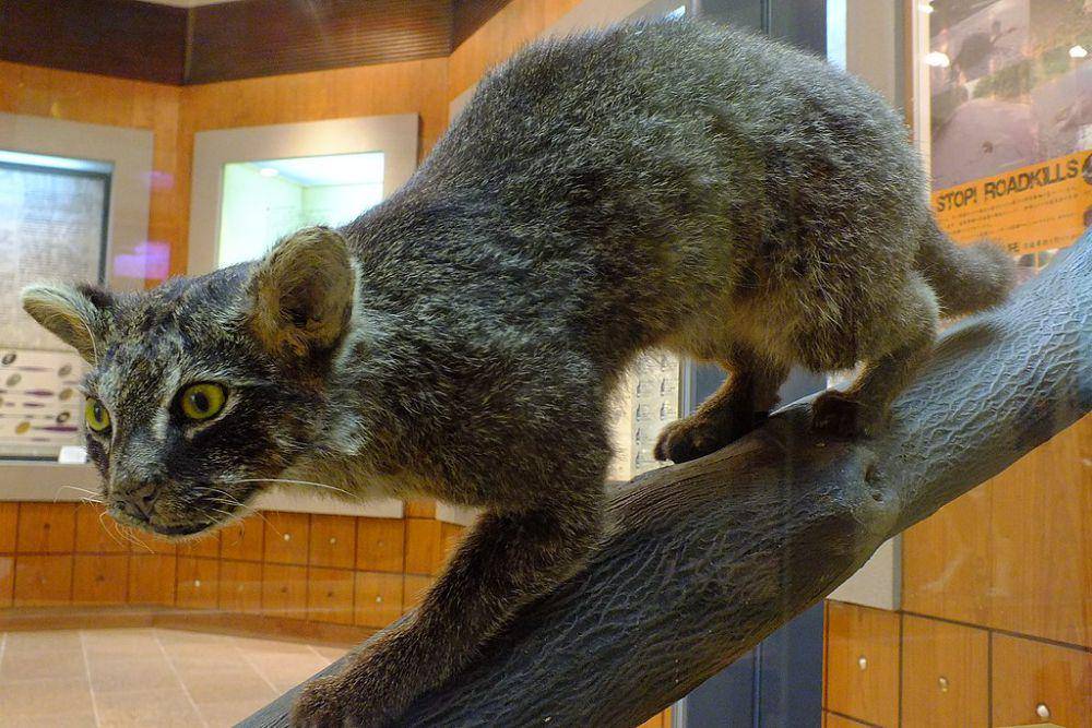 Kucing iriomote (commons.wikimedia.org/松岡明芳)
