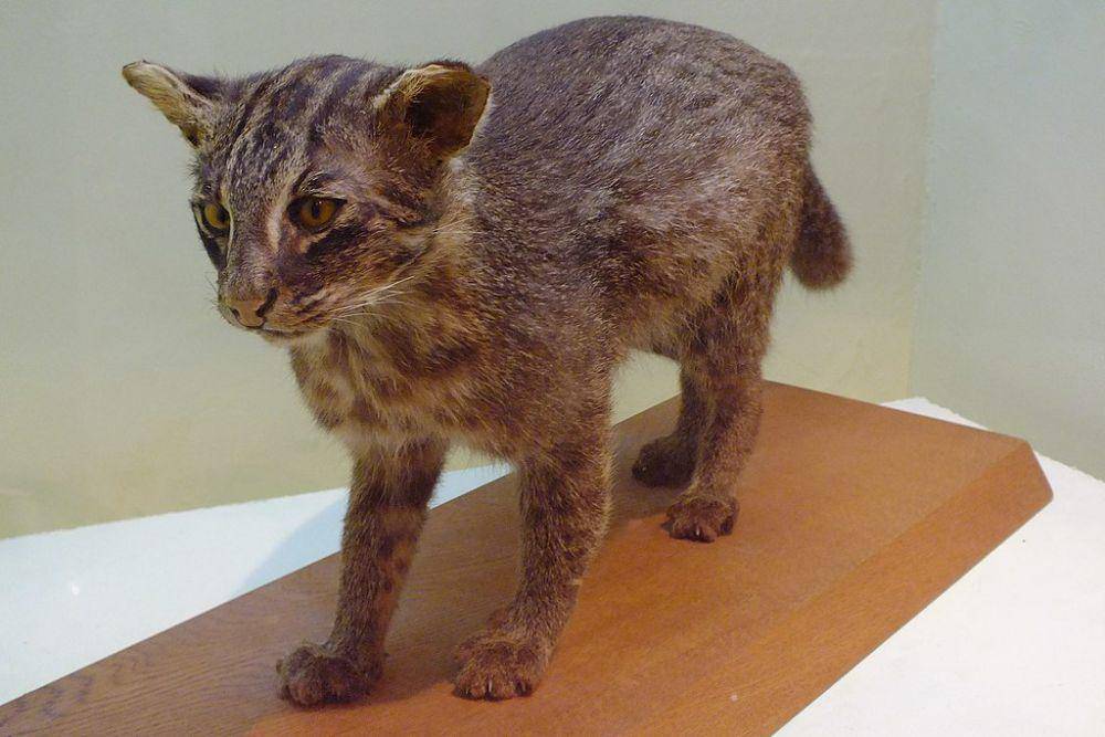 Kucing iriomote (commons.wikimedia.org/松岡明芳)