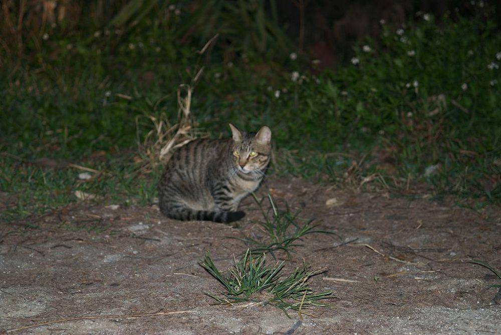 Kucing iriomote (commons.wikimedia.org/sota from Tokyo)