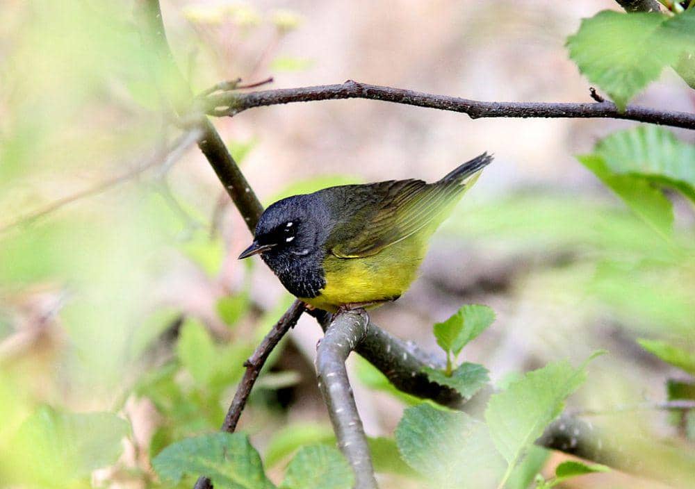 5 Fakta MacGillivray's Warbler, Burung Kecil dengan Kicauan Khas