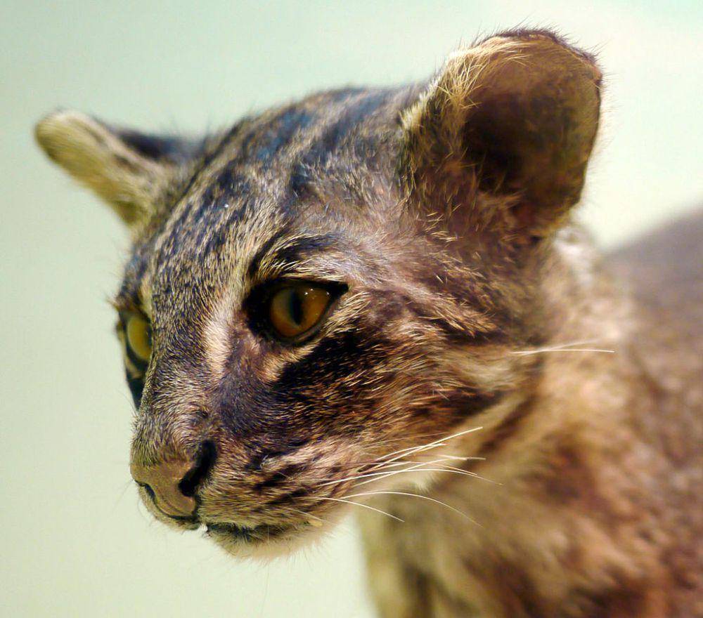 Kucing iriomote (commons.wikimedia.org/triomote_yamaneko)