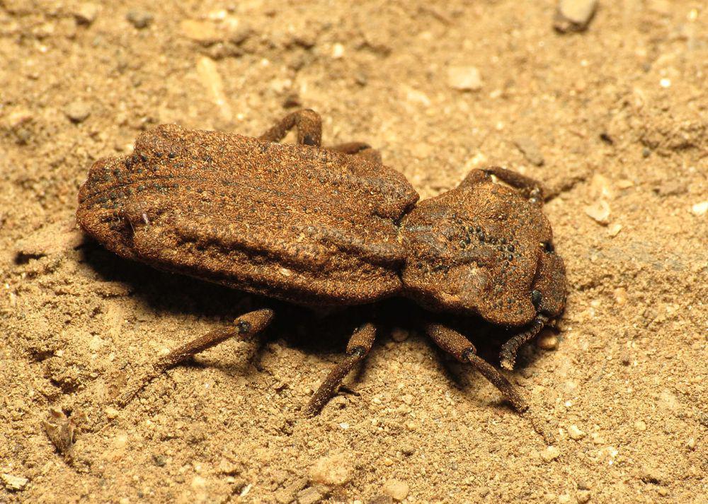 7 Fakta Diabolical Ironclad Beetle, Kumbang Kecil yang Tangguh
