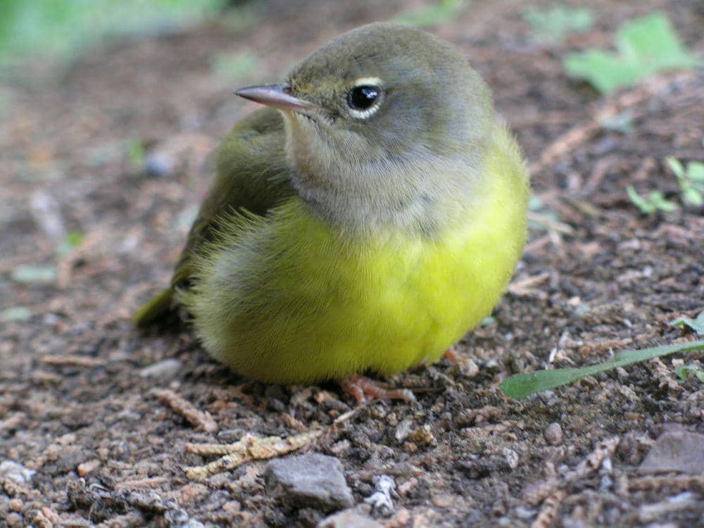 MacGillivray’s warbler (commons.wikimedia.org/Sarah Beckwith)