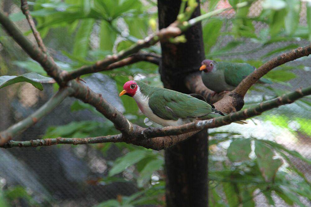 ilustrasi Ptilinopus jambu (commons.wikimedia.org/Jim Capaldi)