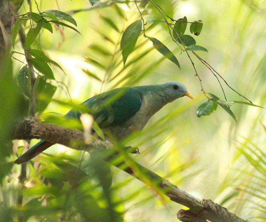 ilustrasi Ptilinopus subgularis (commons.wikimedia.org/Nicovanmalir)