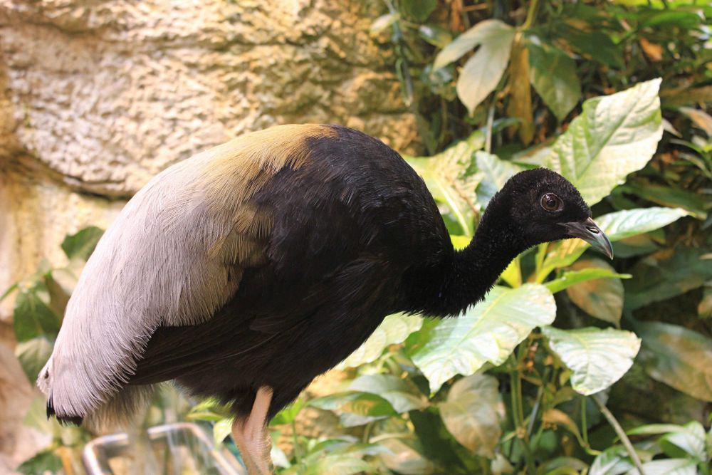 5 Fakta Grey-winged Trumpeter, Punya Suara Khas seperti Trompet