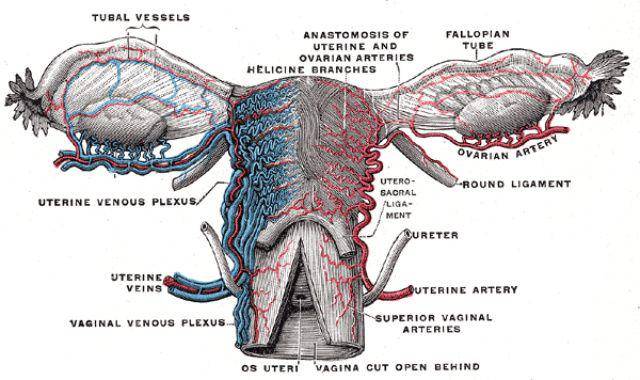 gambar organ reproduksi wanita (commons.m.wikimedia.org/Henry Vandyke Carter)