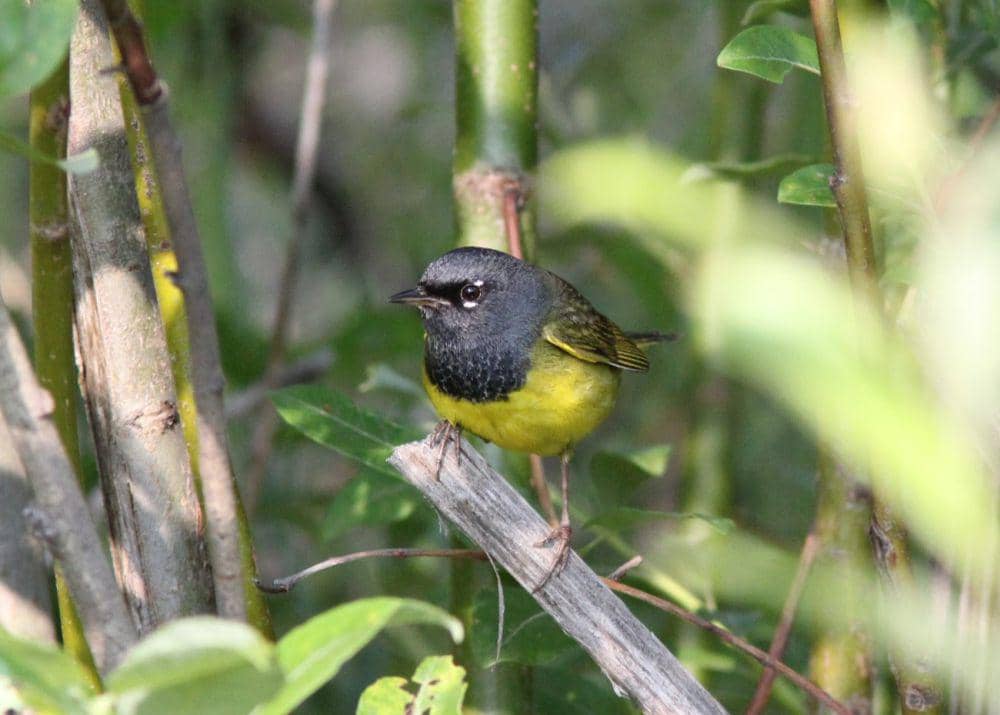 MacGillivray’s warbler (commons.wikimedia.org/Caleb Putnam)