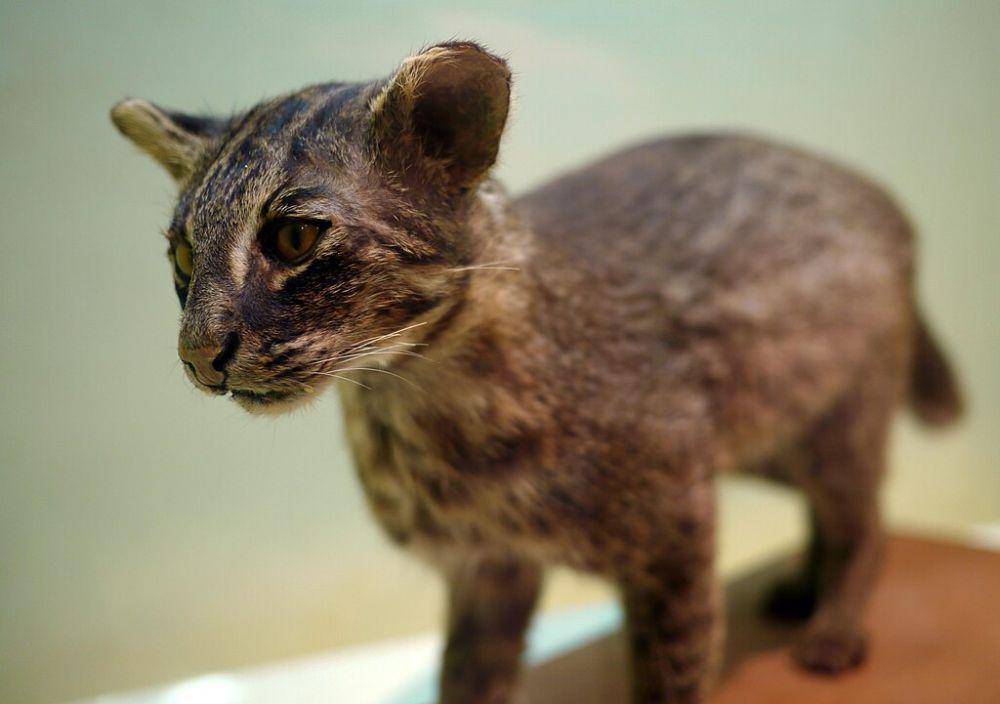 Kucing iriomote (commons.wikimedia.org/Purplepumkins)