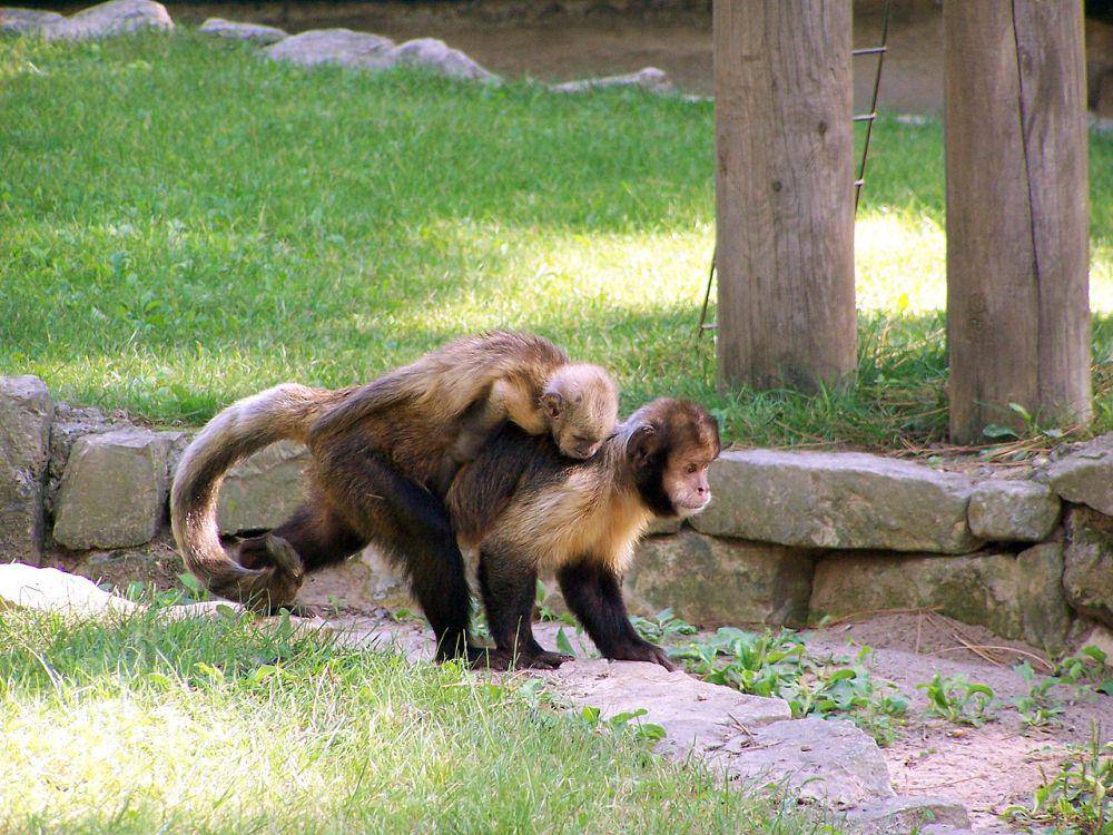 Kapucin perut emas (commons.wikimedia.org/William Scot)