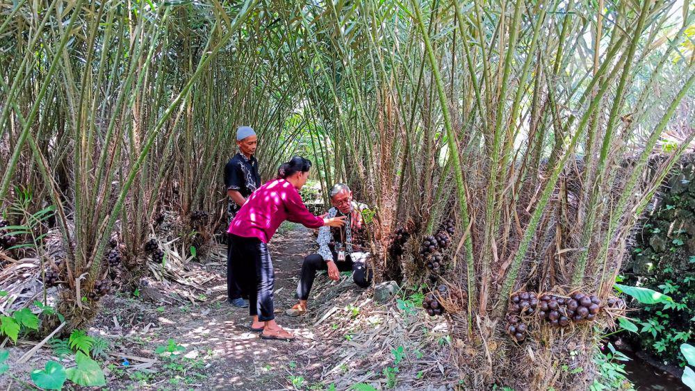 Luasan Lahan dan Lalat Jadi Kendala Petani Salak di Kabupaten Sleman