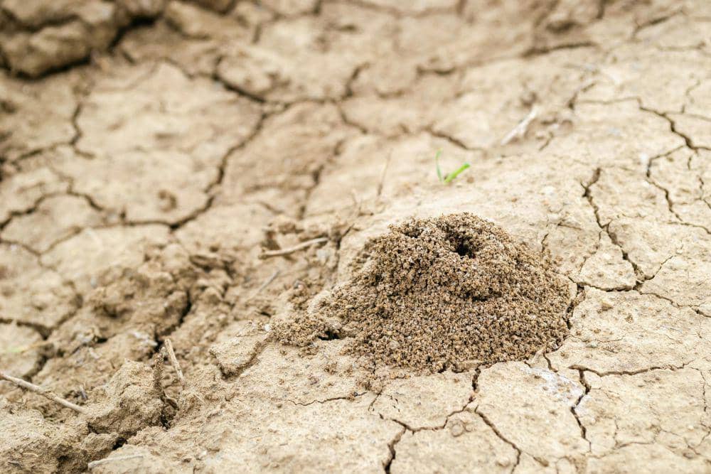 ilustrasi rayap (pexels.com/Zoran Milosavljevic)