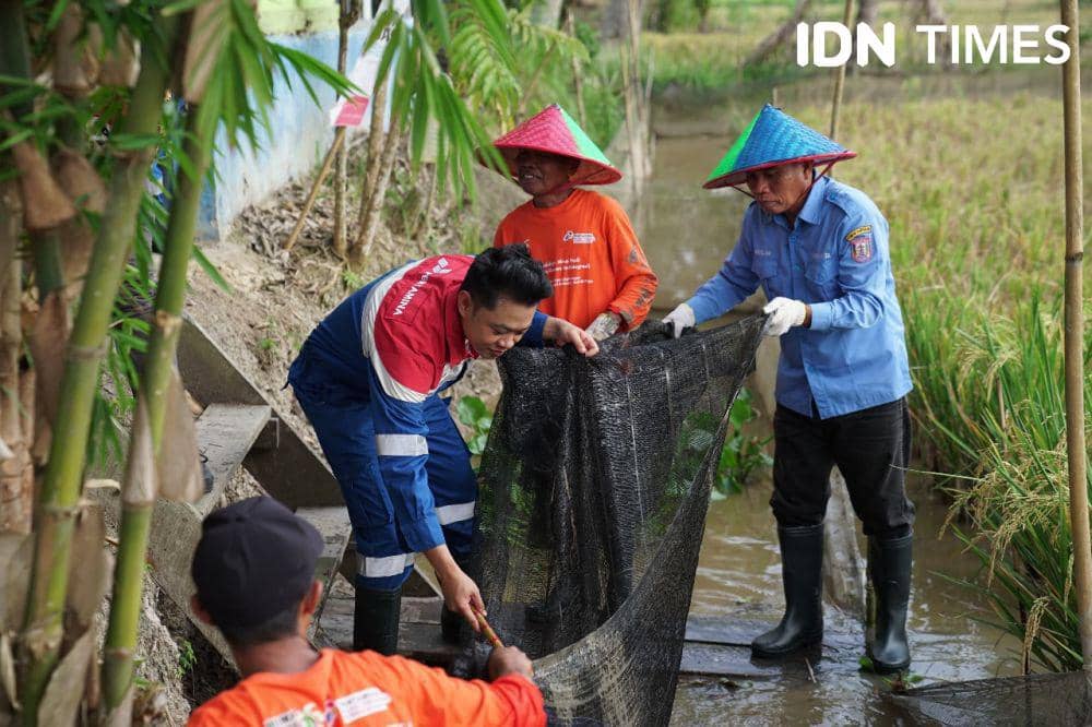 Mina Padi Banyuasin: Solusi Pertamina Wujudkan Pangan di Sumsel (Dok. Pertamina untuk IDN Times)