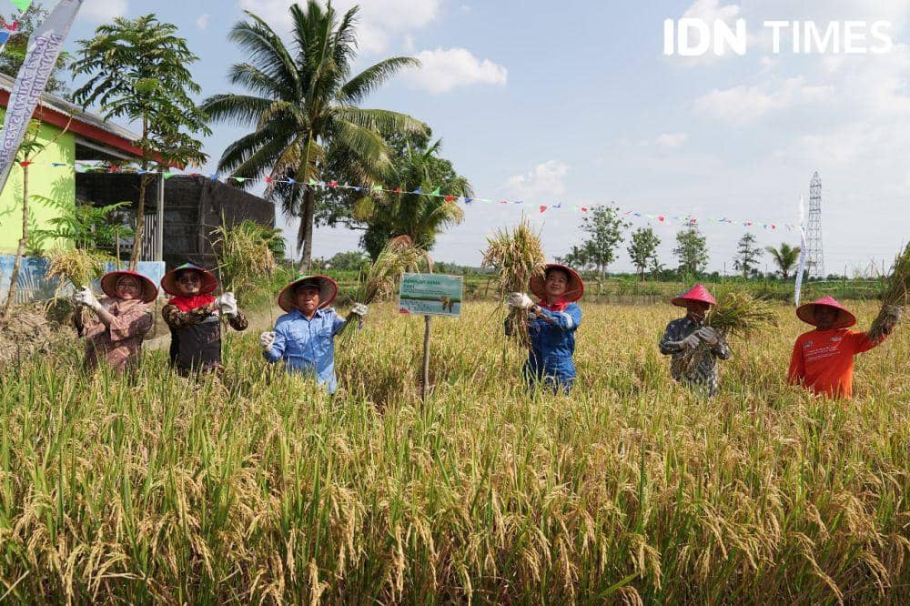 Mina Padi Banyuasin: Solusi Pertamina Wujudkan Pangan di Sumsel (Dok. Pertamina untuk IDN Times)