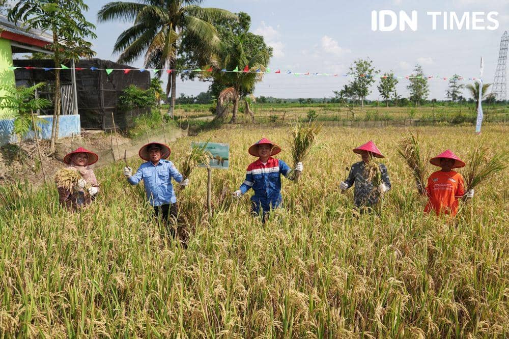 Mina Padi Banyuasin, Solusi Pertamina Wujudkan Pangan di Sumsel