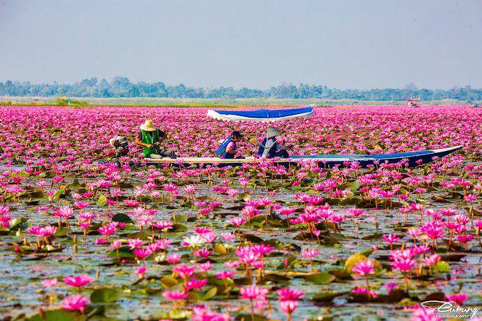 Red Lotus Lake Kumphawapi, Thailand (google.com/maps/Purna Gurung)