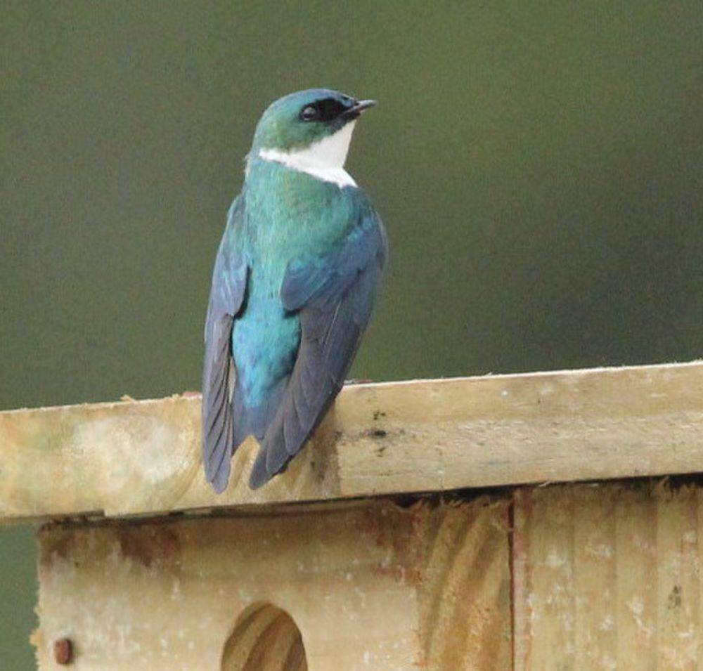 Golden swallow (commons.m.wikimedia.org/Cproctor707)