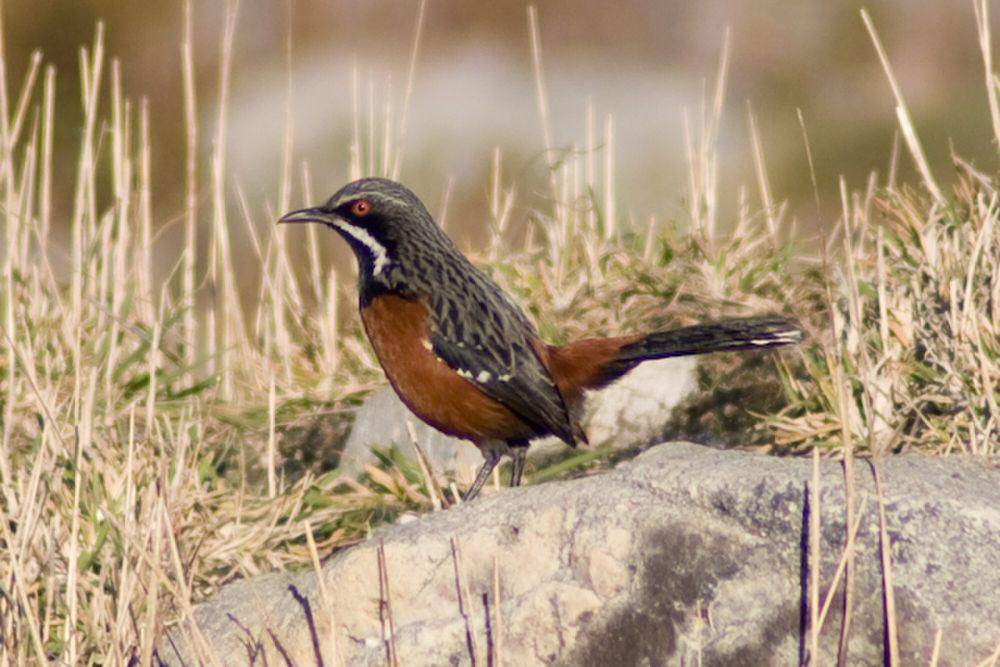 Cape rockjumper