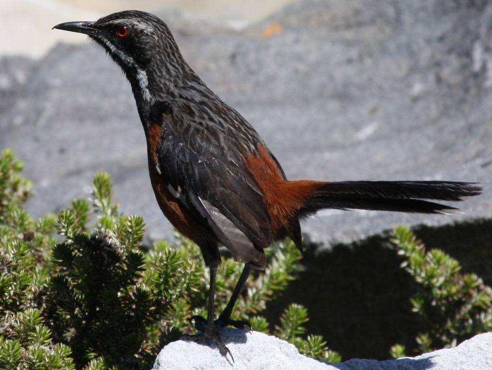 Cape rockjumper