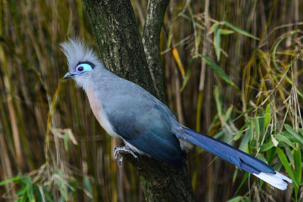 Crested coua (commons.m.wikimedia.org/Olaf Oliviero Riemer)