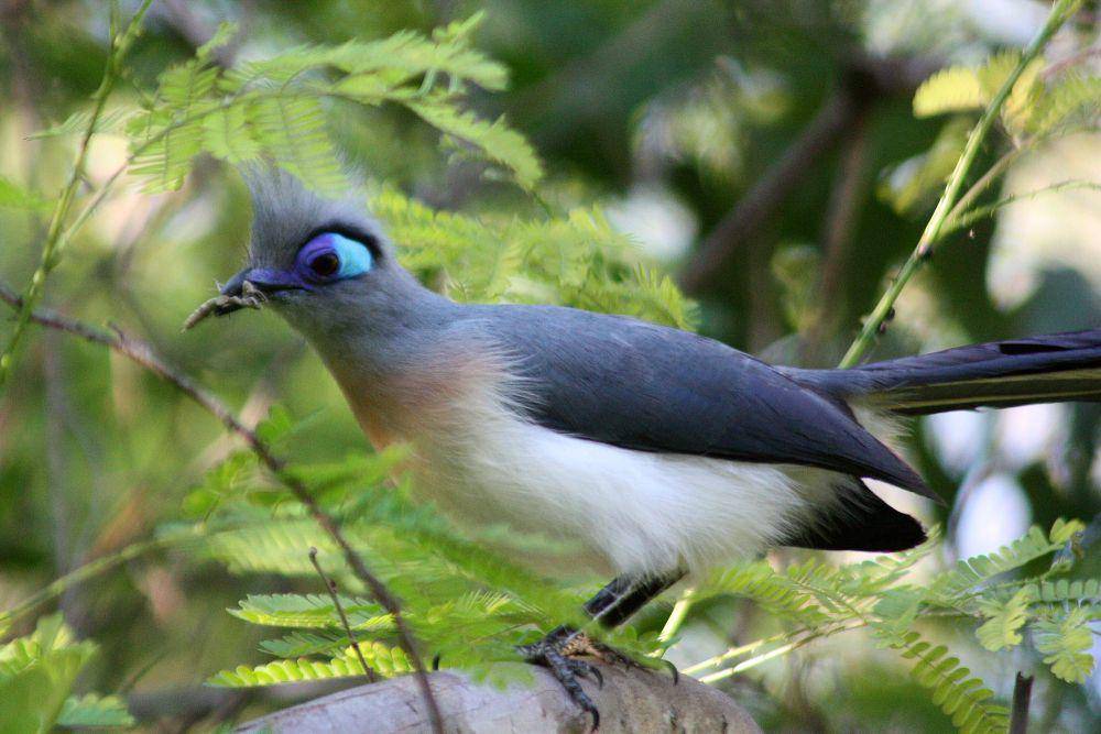 Crested coua (commons.m.wikimedia.org/Charles J. Sharp)
