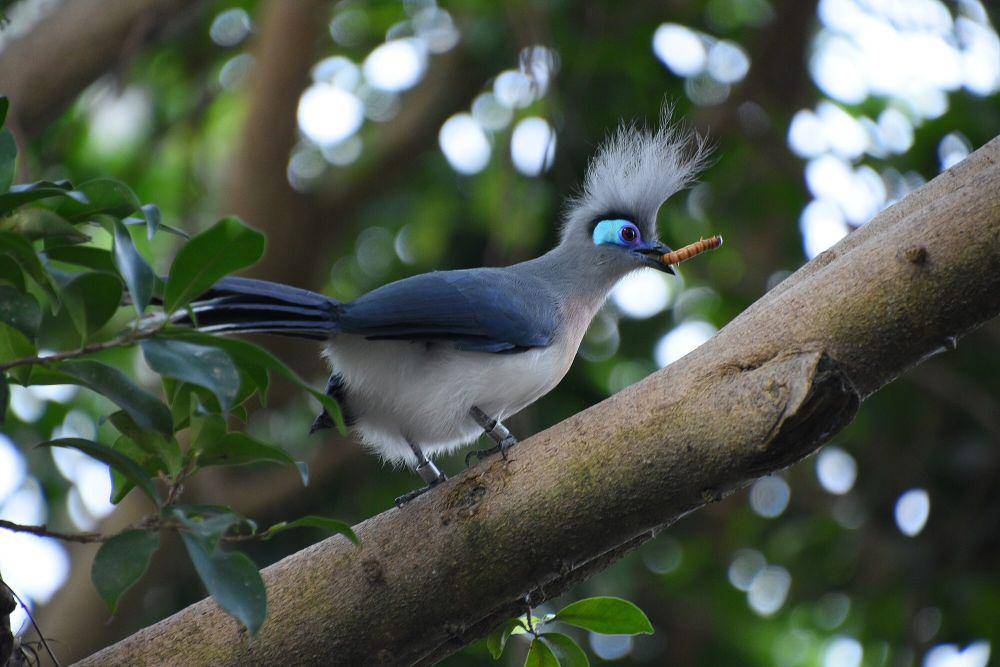 Crested coua (commons.m.wikimedia.org/Amaury Laporte)