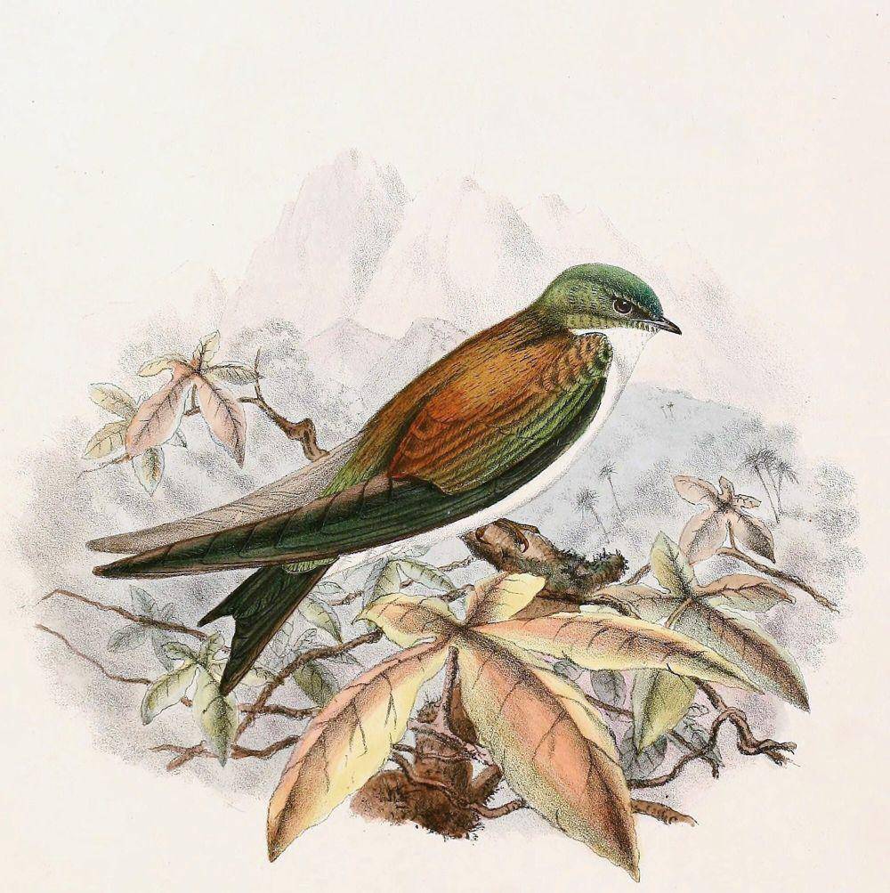 Ilustrasi golden swallow (commons.m.wikimedia.org/Richard Bowdler Sharpe)