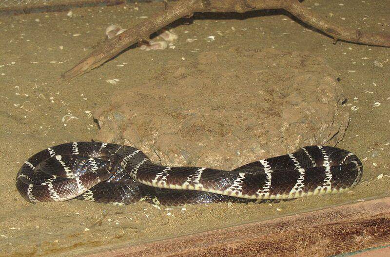Krait (commons.wikimedia.org/Vaikoovery)