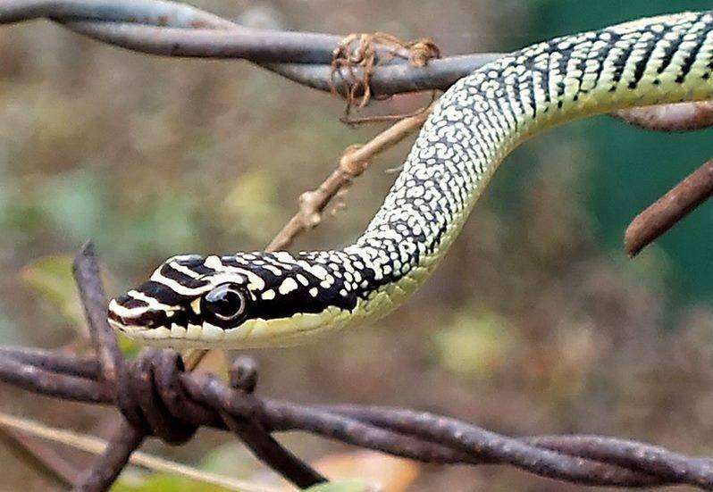 Golden tree snake (commons.wikimedia.org/Len Worthington)