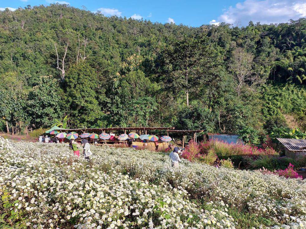 Chrysanthemum Field, Chiang Mai (instagram.com/junesasipen)