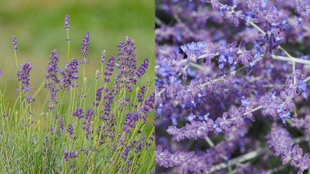 ilustrasi bunga lavender (wikimedia.org/DavidivardiIL) dan bunga Russian sage (wikimedia.org/Agnieszka Kwiecień)
