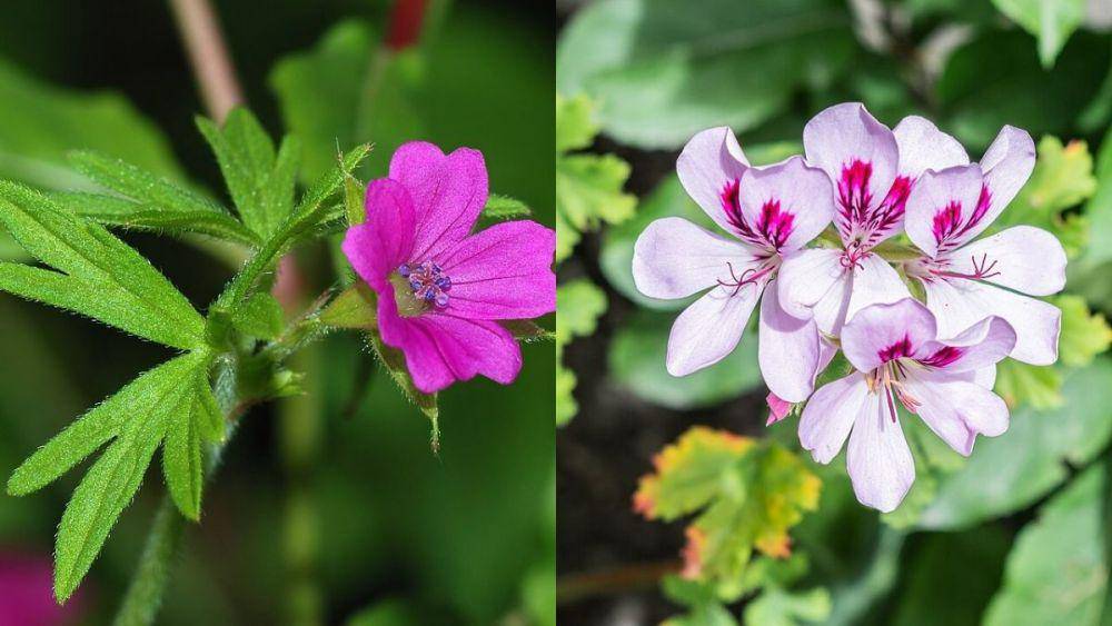 ilustrasi bunga geranium (wikimedia.org/Alvesgaspar) dan bunga pelargonium (wikimedia.org/Krzysztof Golik)