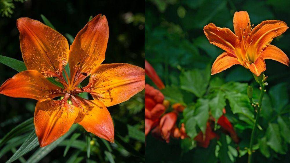 ilustrasi bunga lily (wikimedia.org/Uoaei1) dan bunga daylily (wikimedia.org/Ввласенко)