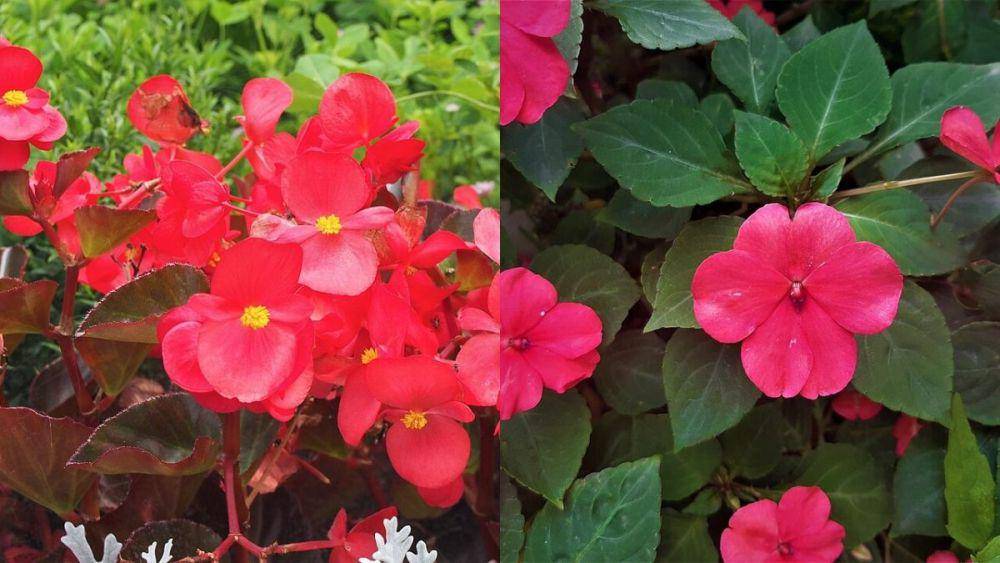 ilustrasi bunga begonia (wikimedia.org/Agnieszka Kwiecień) dan bunga impatiens (wikimedia.org/Sabina Bajracharya)